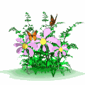 butterflies_flowers_lg_wht.gif