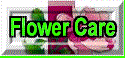 Taking Care of Your Flowers