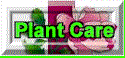 Caring for Houseplants